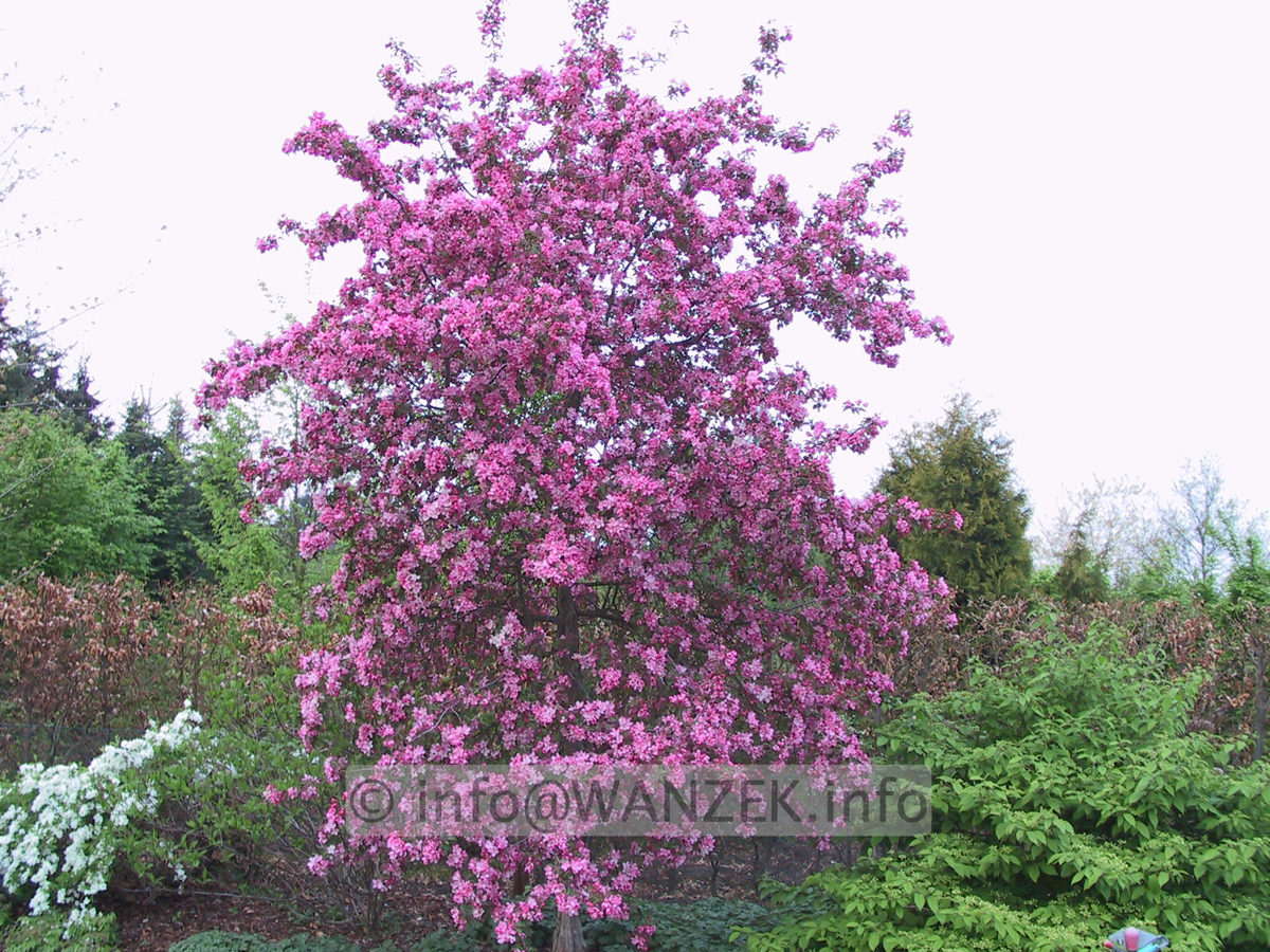 Malus Rudolph 01.JPG